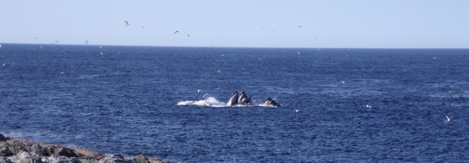 Inuit in Southern Labrador and the St. Michael's Bay Archaeology Project