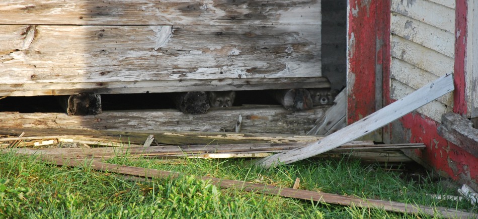 Inuit in Southern Labrador and the St. Michael's Bay Archaeology Project